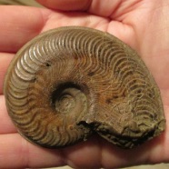 ammonite-geologie-beryl
